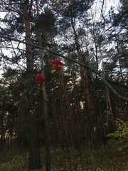 Euonymus europaeus