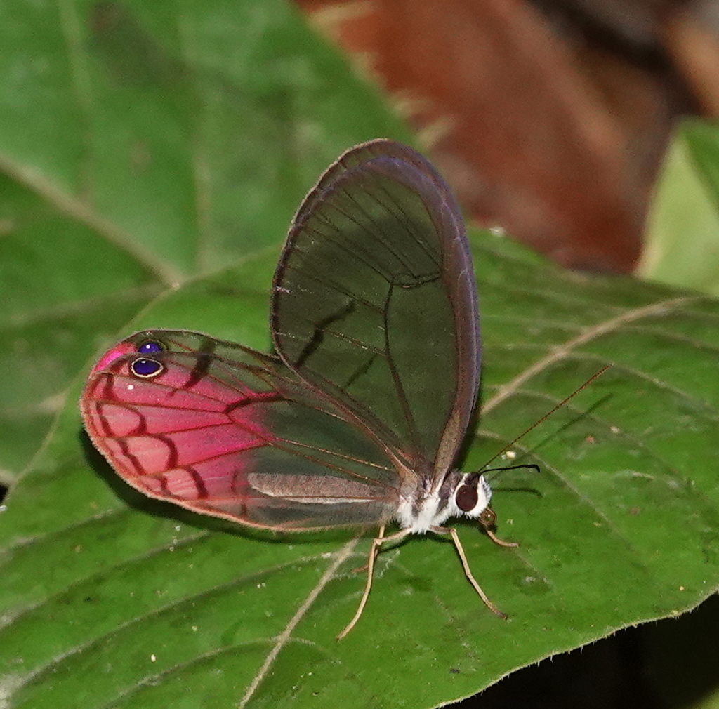 Cithaerias cliftoni