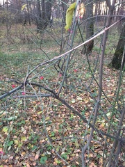 Euonymus europaeus