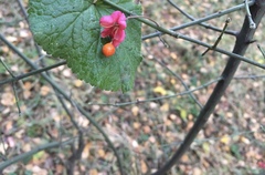 Euonymus europaeus