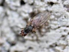 Tephrochlamys rufiventris