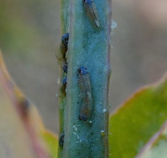 Ctenarytaina eucalypti