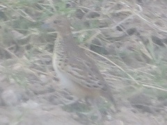 Turnix sylvaticus