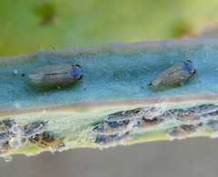 Ctenarytaina eucalypti