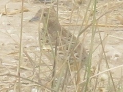 Turnix sylvaticus