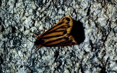 Setina aurita