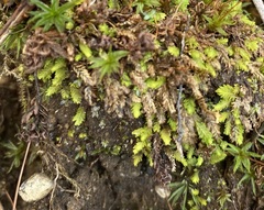 Fissidens bushii
