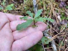Rhododendron atlanticum