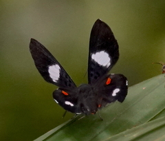 Cyrenia martia