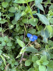 Commelina