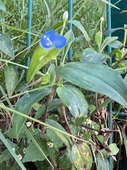 Commelina