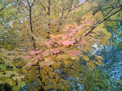 Acer granatense