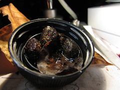 Ascobolus furfuraceus
