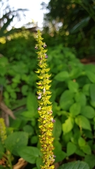 Coleus monostachyus