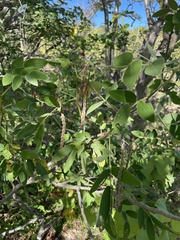 Senna villosa