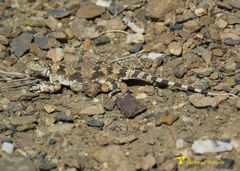 Phrynocephalus scutellatus