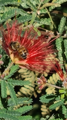 Apis mellifera