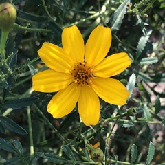 Tagetes lemmonii