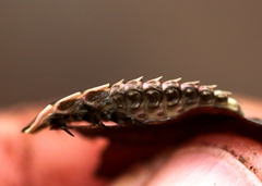 Pyractomena borealis