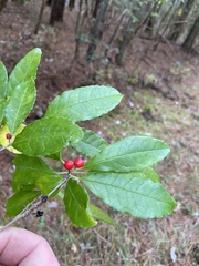Ilex laevigata