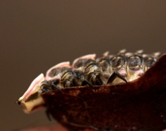 Pyractomena borealis