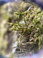 Cryphaea glomerata