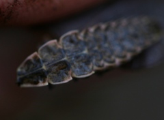 Pyractomena borealis