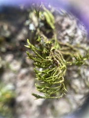 Cryphaea glomerata
