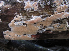 Steccherinum robustius