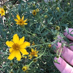 Tagetes lemmonii