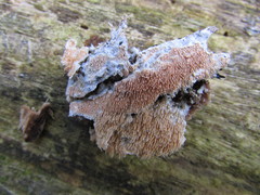 Steccherinum robustius