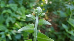Nephrolepis biserrata