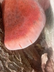 Ischnoderma resinosum