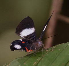Cyrenia martia