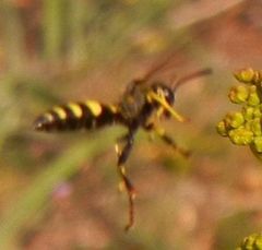 Gorytes