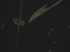 Bacillaria paxillifera