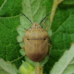 Orsilochides leucoptera