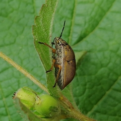 Orsilochides leucoptera