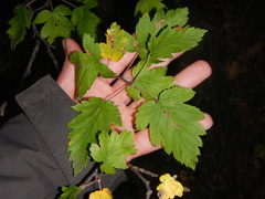 Eriolobus florentinus