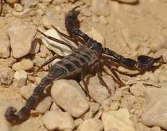 Nebo hierichonticus