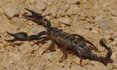 Nebo hierichonticus