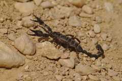 Nebo hierichonticus