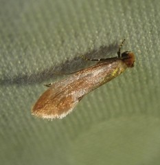 Tinea semifulvella