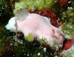 Verconia simplex