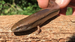 Diploglossus delasagra