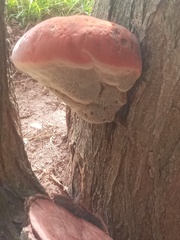 Ischnoderma resinosum