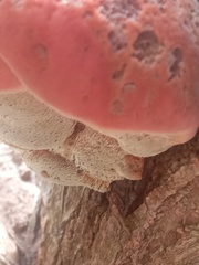 Ischnoderma resinosum