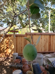 Feijoa sellowiana