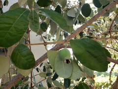 Feijoa sellowiana