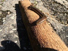 Diploglossus delasagra